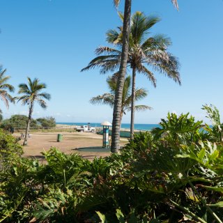 Princess Palms 1120747